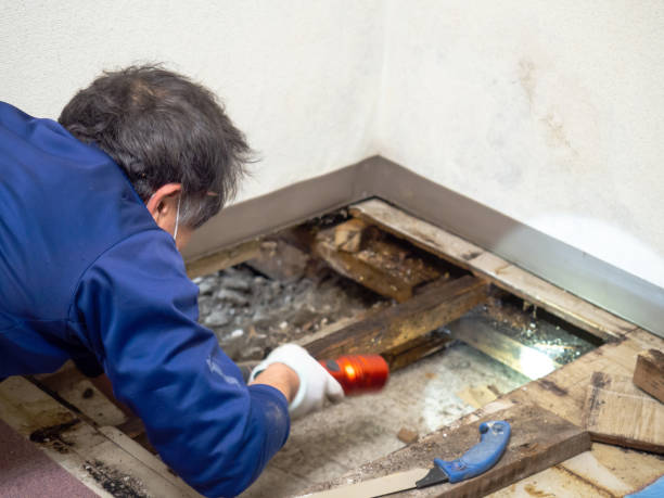 Best Post-Flood Mold Remediation in Mission Viejo, CA