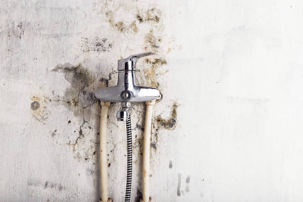 Best Localized Mold Remediation (e.g., coastal areas, humid climates) in Mission Viejo, CA