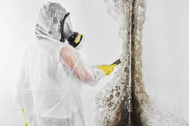 Best Crawl Space Mold Remediation in Mission Viejo, CA