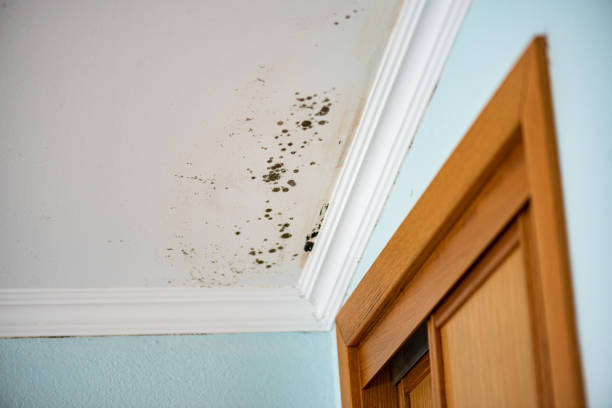 Best Attic Mold Remediation in Mission Viejo, CA