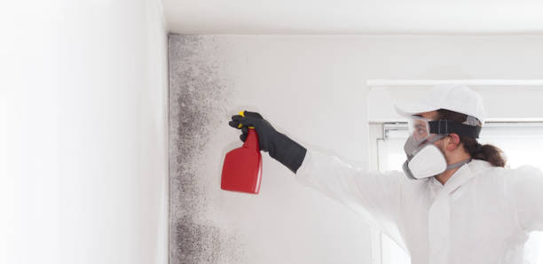 Best Residential Mold Remediation in Mission Viejo, CA