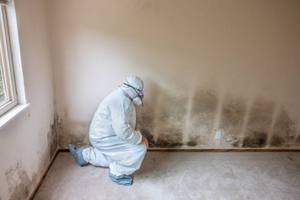Professional Mold Remediation in Mission Viejo, CA