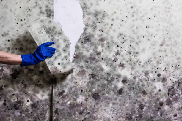 Best Basement Mold Remediation in Mission Viejo, CA