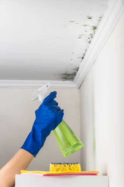 Mission Viejo, CA Mold Remediation Company